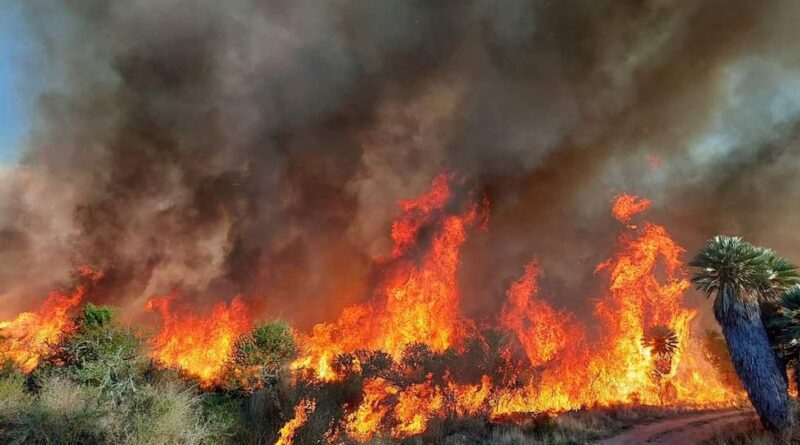 Incendios en el oeste cordobés: 12 mil hectáreas quemadas en seis días